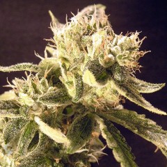 Easy Rider | Chosen Seeds Worldwide Delivery Of Cannabis Seeds